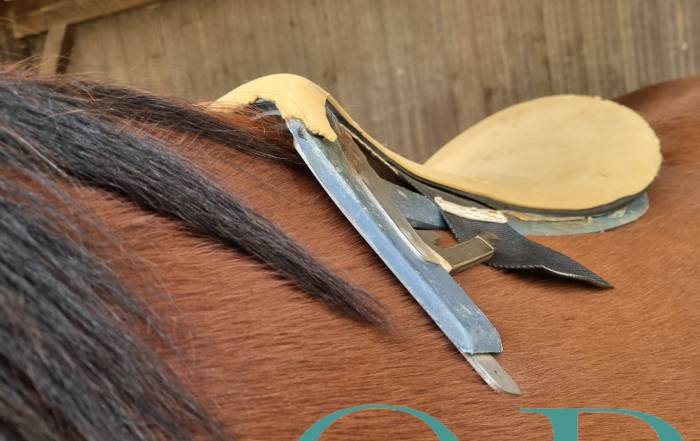 arçon de selle adaptée sur un dos de cheval
