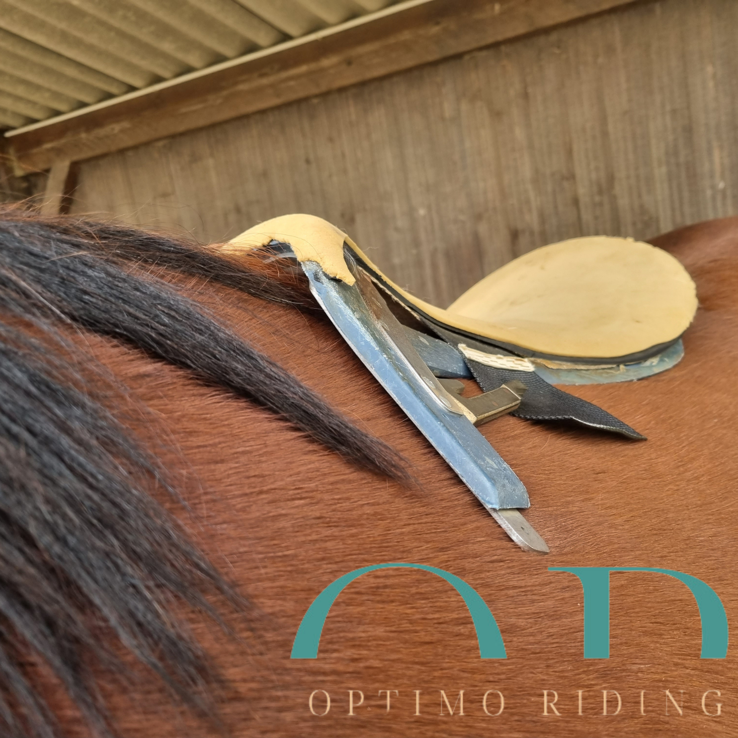 arçon de selle adaptée sur un dos de cheval