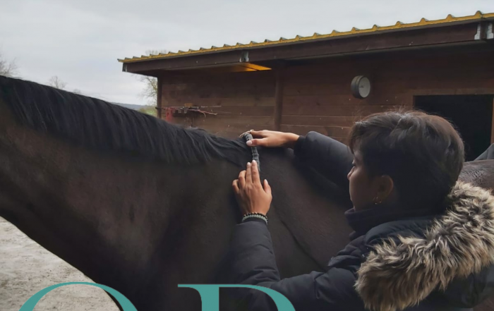 Analyse professionnelle de saddle-fitting à Versailles
